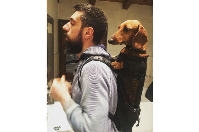 Dogs in backpacks