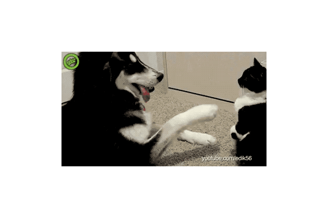 16 Dogs Annoying Cats With Their Friendship