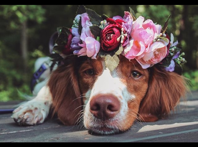 Just 18 Dogs Looking Pretty In Flower Crowns | Cuteness