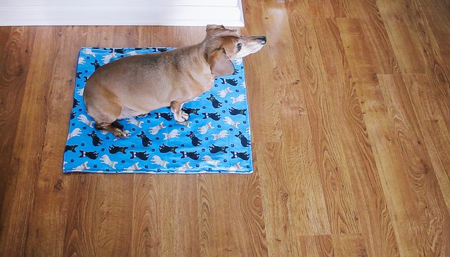 Dog sitting on reusable potty pad
