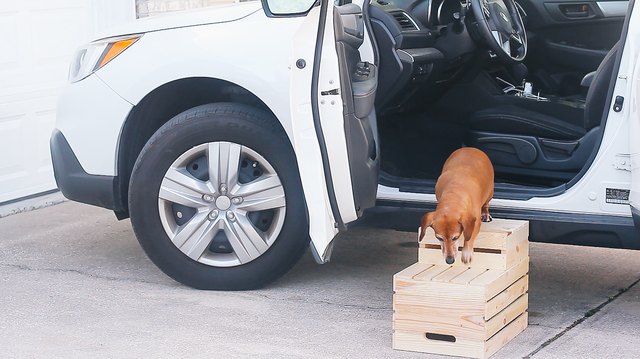 Dog walking down steps from car