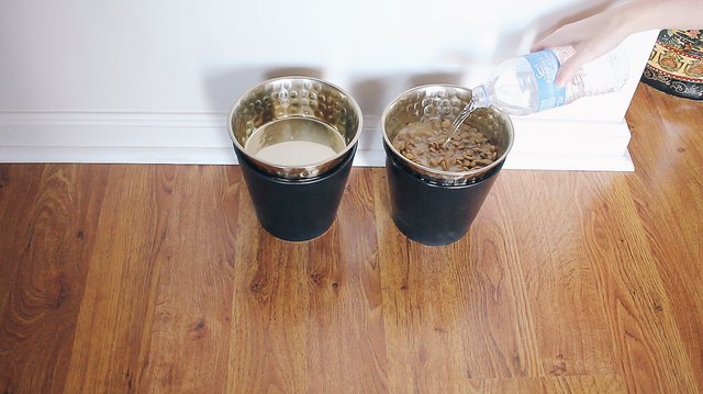 Pouring water into bowl of dry food