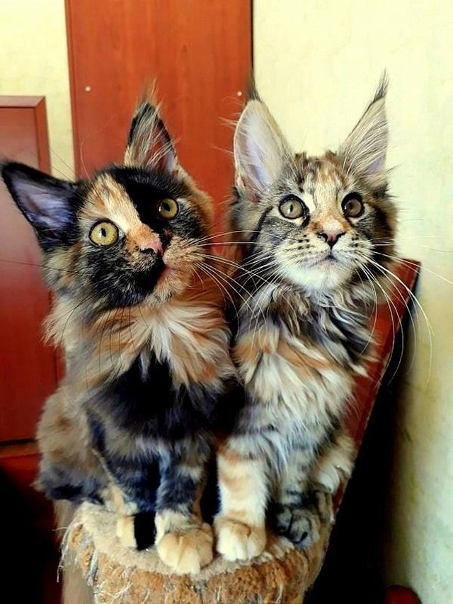 22 Of The Fluffiest Maine Coon Kittens Ever | Cuteness