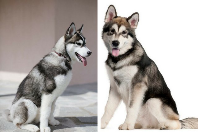 Alaskan Malamute and Siberian Husky