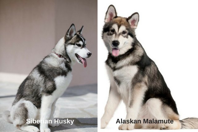 Alaskan Malamute and Siberian Husky