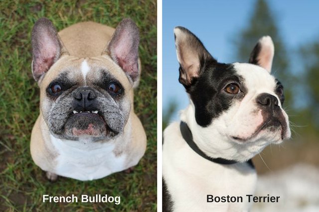 French Bulldog and Boston Terrier