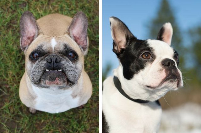 Boston Terrier and a French Bulldog