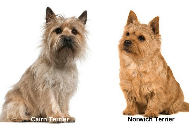 Cairn Terrier and Norwich Terrier