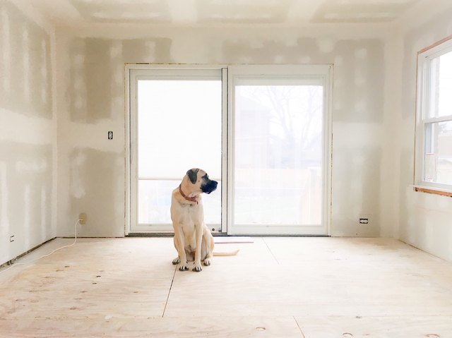 How Can You Tell If Your Dog's Heart is Broken?