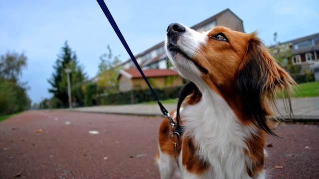 How Can You Tell If Your Dog's Heart is Broken?