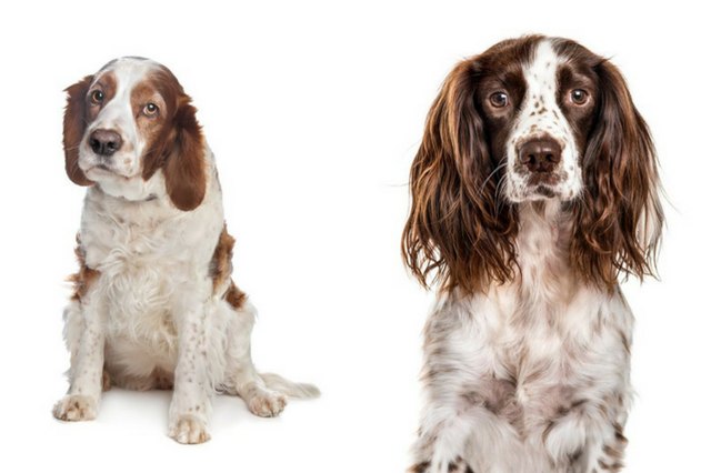 English Springer Spaniel and Welsh Springer Spaniel