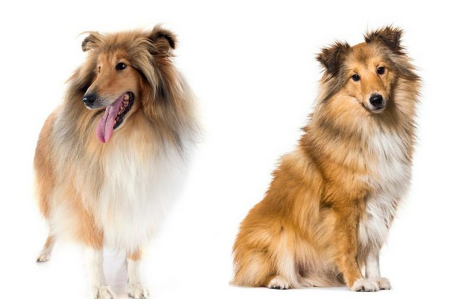 Collie and Shetland Sheepdog