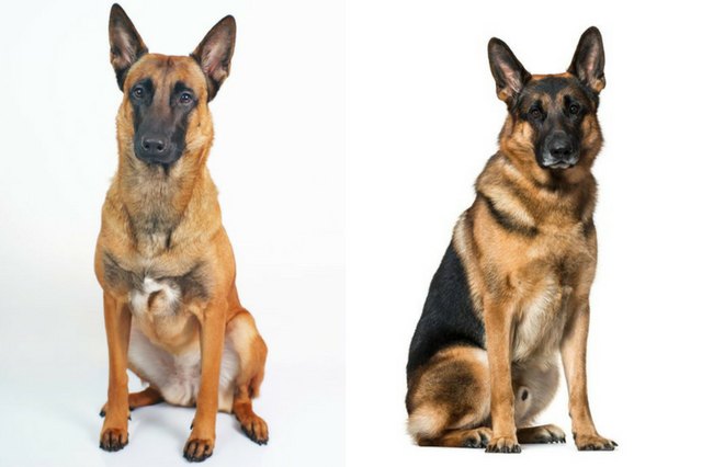 German Shepherd and Belgian Malinois