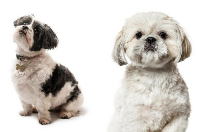 Can You Tell The Difference Between These 18 Dog Breeds? | Cuteness