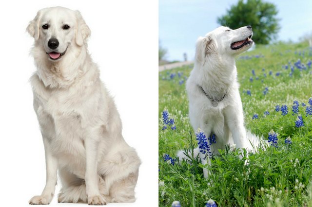 Great Pyrenees and Kuvasz