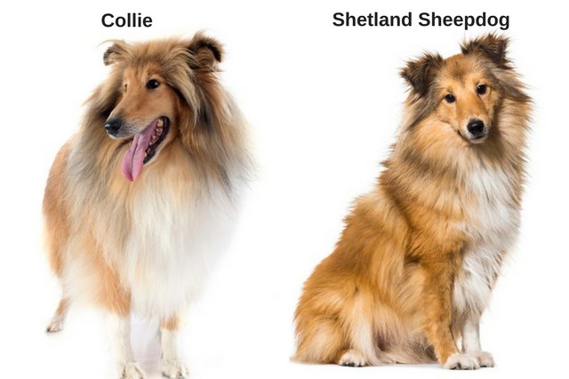 Collie and Shetland Sheepdog