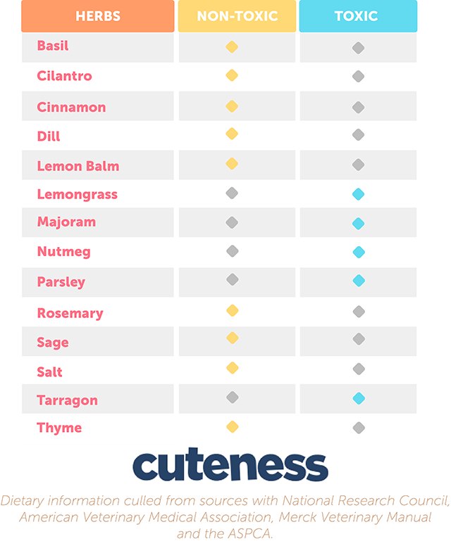 An infographic of the herbs and spices that are toxic and non-toxic to dogs