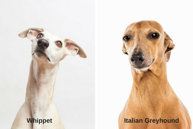 Whippet and Italian Greyhound