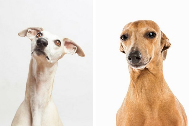 Whippet and Italian Greyhound