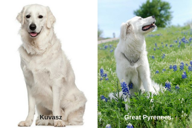 Great Pyrenees and Kuvasz