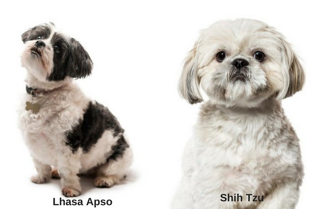 Lhasa Apso and Shih Tzu