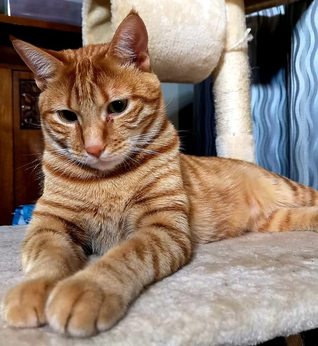 cat orange tabby