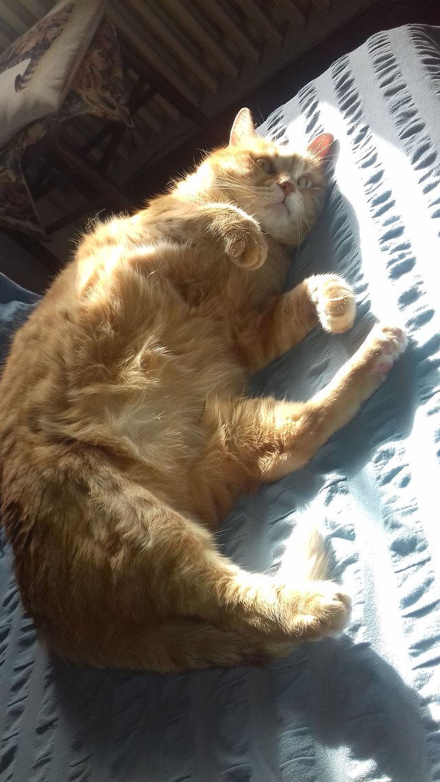 orange tabby cat lifespan
