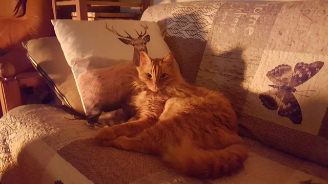 21 reasons why orange tabby cats are the best tabby cats