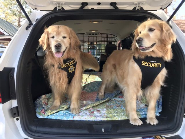 Deputy Mayor dogs wearing security vests in a car