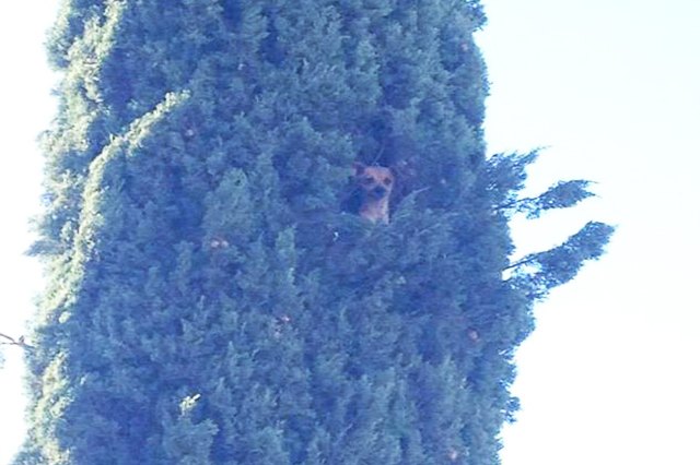 This dog is stuck in a tree like a cat.