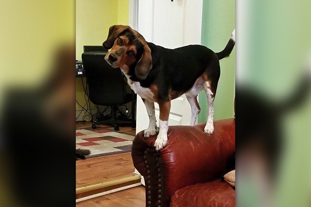 This dog is looking at humans like she was a cat!