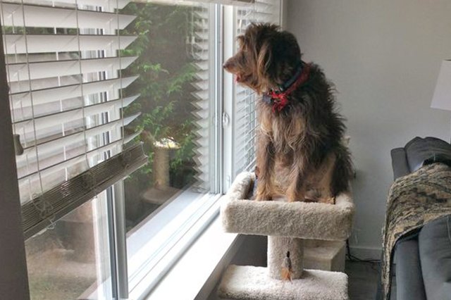 This dog is perched on the furniture just like a cat!