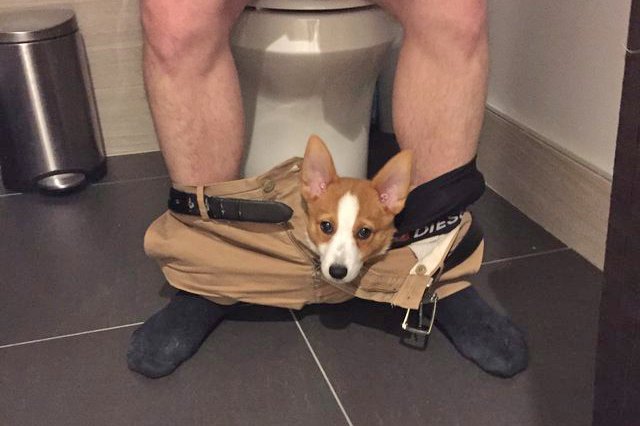 This dog is sitting in her owners pants like a cat.