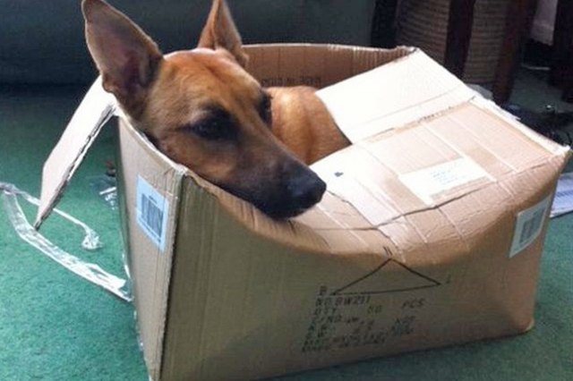 This dog is sitting in a box like a cat!