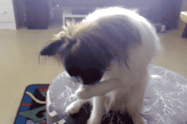 This dog is grooming itself like a cat!