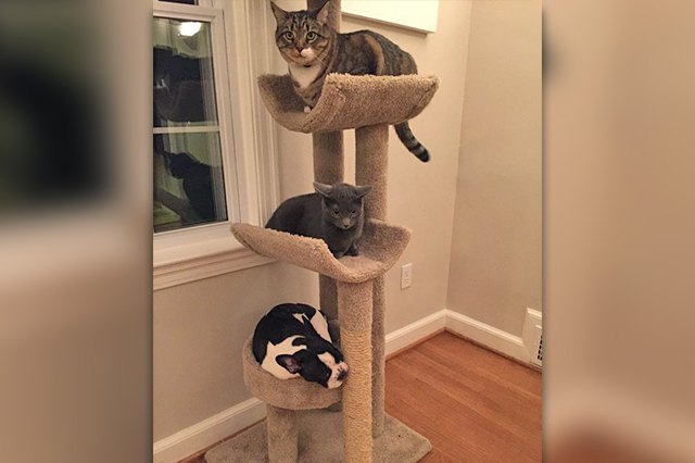 This dog is an honorary cat!