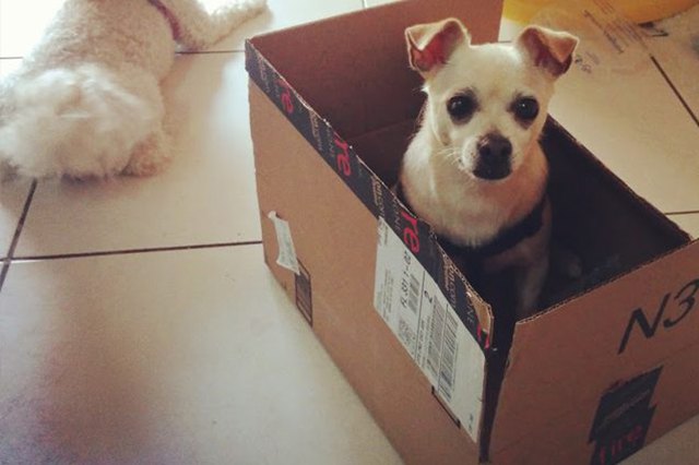 This dog is sitting in a box like a cat!