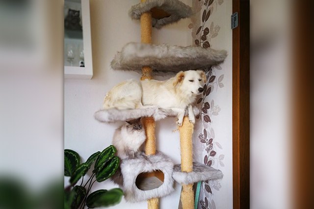 This dog thinks he's a cat!