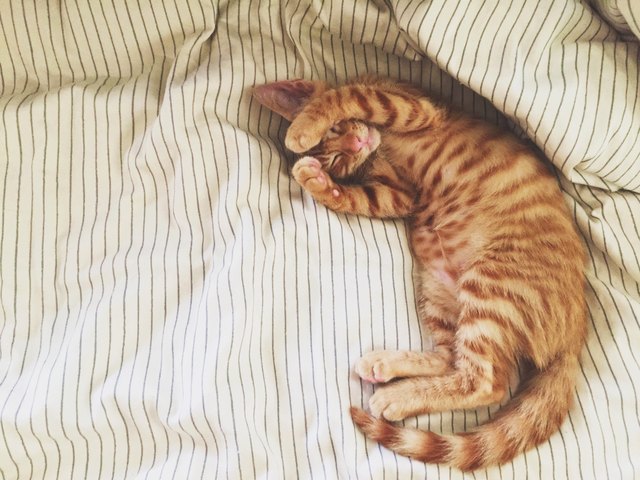 cat lays down on bed