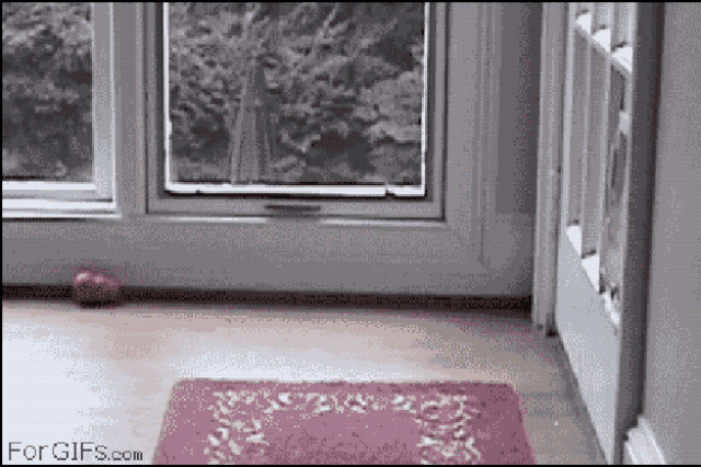 This dog is squeezing itself through the cat door!
