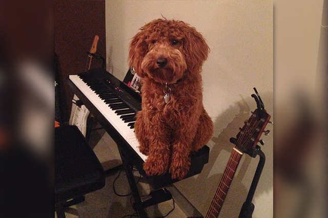 This dog is sitting on the piano like a cat.