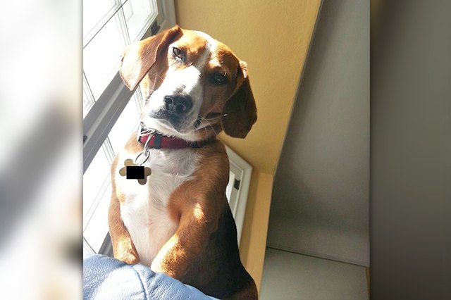 This dog is judging humans just like cats do!