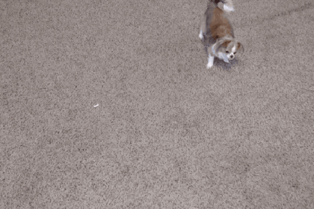 This dog is chasing a laser pointer like a cat.