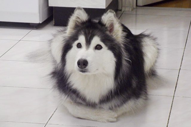 This dog is sitting like a cat!