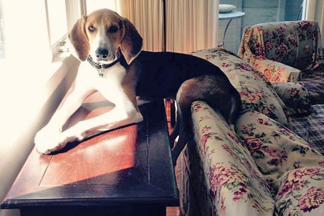 This dog is sharing a sunbeam like a cat!