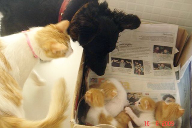 This dog is helping a cat raise kittens!