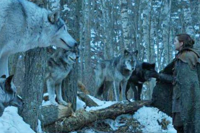 A Game of Thrones character is greeted by wolves.