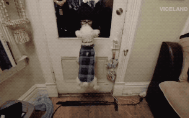 This dog is trying to kiss its owner through the front door.