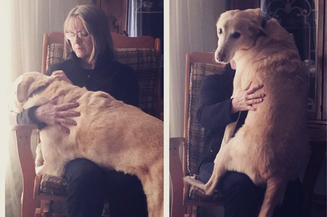 This dog is sitting on someone's lap.