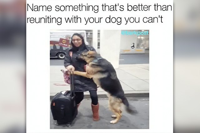 This dog meme shows a dog happily hugging its owner.